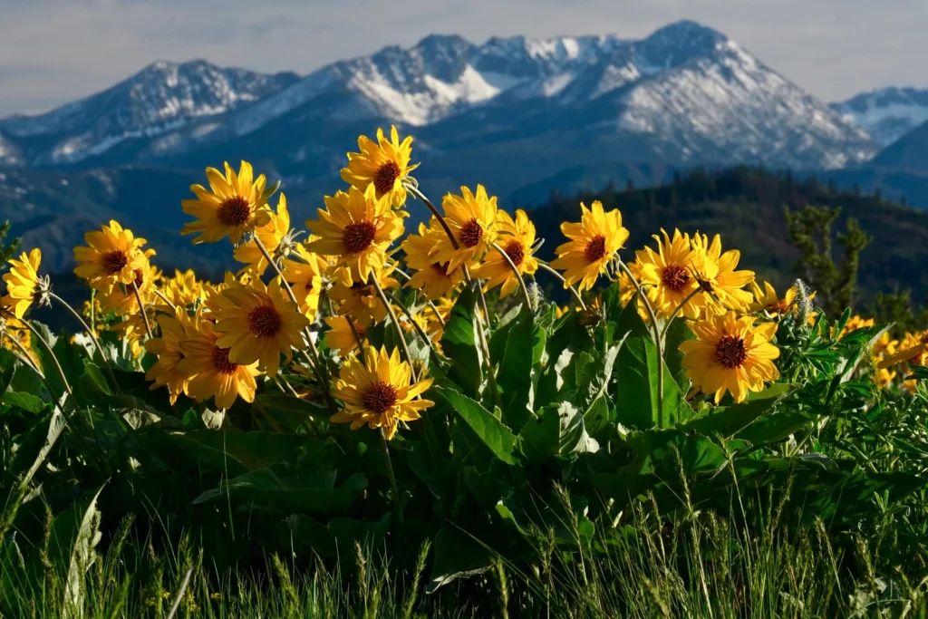 Mountain flowers